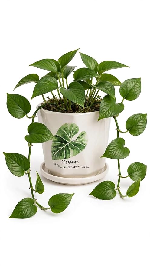 Ceramic Planter Pot for Indoor Plants 5 Inch Decorative Ceramic Plant Pot with Drainage Hole & Tray