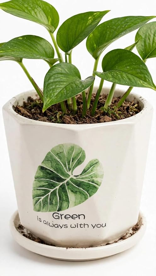 Ceramic Planter Pot for Indoor Plants 5 Inch Decorative Ceramic Plant Pot with Drainage Hole & Tray
